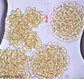 ISEM 1/Barnadesia_polyacantha_29428/Barnadesia_polyacantha_29428_0001(copy)_thumb.jpg